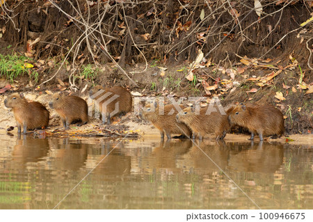 Group of Capybaras sitting on a river bank Group of Capybaras sitting on a river bank 100946675