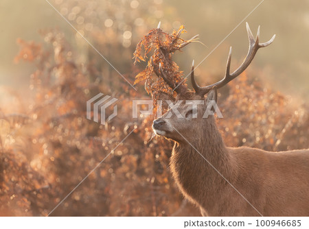 Red deer stag with bracken on antlers during rutting season in autumn 100946685
