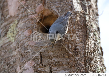 Nuthatch coming out of its burrow 100946781