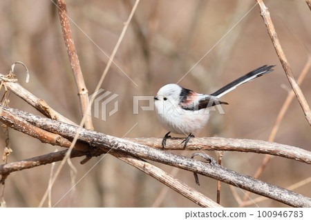 Cute striped long-tailed tit 100946783