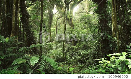 Jungle dense forest background material 100946990