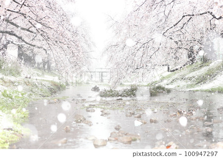 Snow falling cherry blossoms Negawa green road (inside Tachikawa Park) 100947297