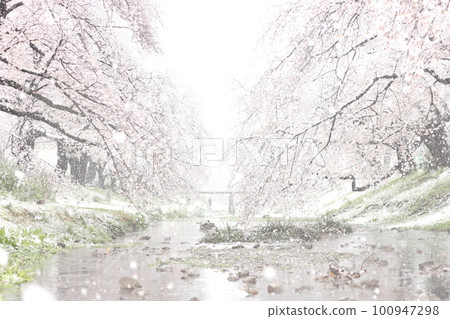 Snow falling cherry blossoms Negawa green road (inside Tachikawa Park) Snow falling cherry blossoms Negawa green road (inside Tachikawa Park) 100947298