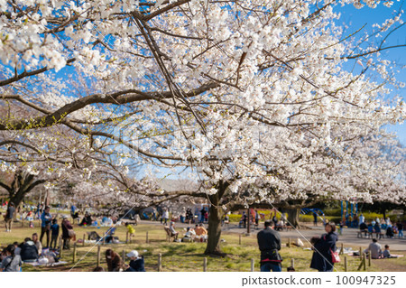 武藏野中央公園和賞櫻人(2023 年 3 月,東京都武藏野市) 武藏野中央公園和賞櫻人(2023 年 3 月,東京都武藏野市) 100947325