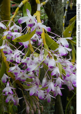 Dendrobium linawianum 石斛蘭的粉紅色花朵 Dendrobium linawianum 石斛蘭的粉紅色花朵 100947400