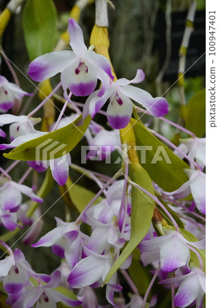 Dendrobium linawianum 石斛蘭的粉紅色花朵 100947401