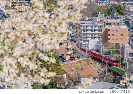 (神奈川縣橫濱市)從木蘭花盛開的神明寺公園看到的橫濱街道 (神奈川縣橫濱市)從木蘭花盛開的神明寺公園看到的橫濱街道 100947410