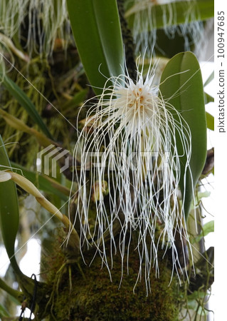 Bulbophyllum medusae flower 100947685