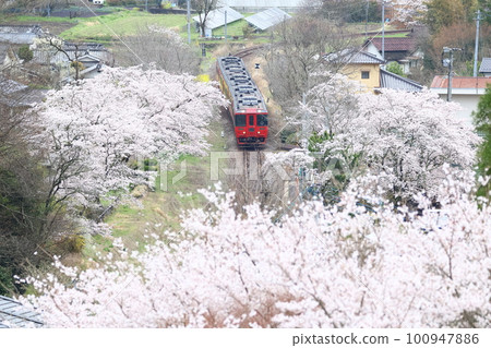 Cherry blossoms at Kitayamada Station on the Kyudai Main Line and the Limited Express "Yufu" 4 Cherry blossoms at Kitayamada Station on the Kyudai Main Line and the Limited Express "Yufu" 4 100947886