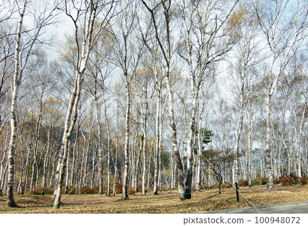 白樺樹 白樺樹 100948072