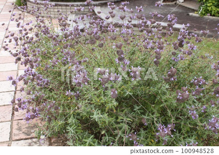 Claverant sage 100948528