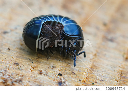 Closeup on a black pill millipede Glomeris marginata, resembling a woodlouse Closeup on a black pill millipede Glomeris marginata, resembling a woodlouse 100948714