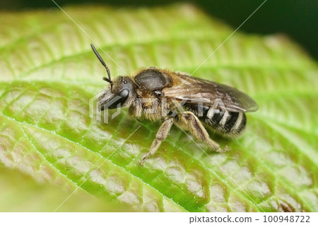 Closeup on a female furrow banded sweat bee, Lasioglossum zonulum, on a green leaf 100948722