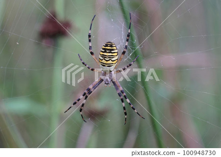Closeup of a colorful female orb-web wasp spider, Argiope bruennichi , on green background Closeup of a colorful female orb-web wasp spider, Argiope bruennichi , on green background 100948730
