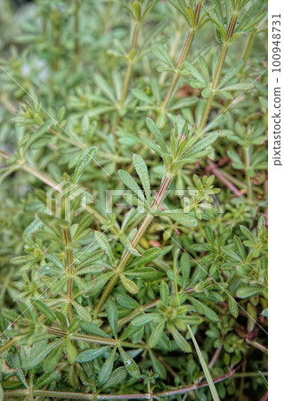 Closeup on the sticky leafs of the Cleavers, goosegrass or catchweed, Galium aparine Closeup on the sticky leafs of the Cleavers, goosegrass or catchweed, Galium aparine 100948731