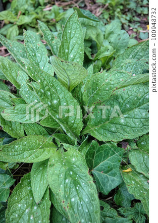 Closeup on the grey-spotted foliage of an emerging Green Alkanet plant, Pentaglottis sempervirens, in the garden 100948732