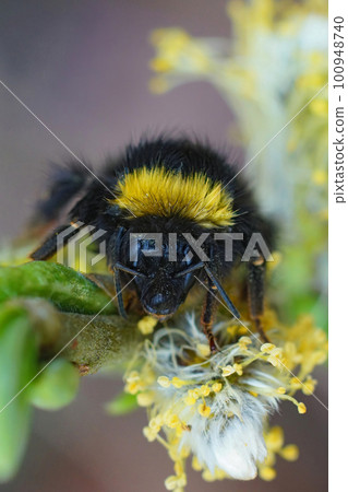 Closeup on a colorful but wed queen Early Nesting Bumble-bee, Bombus pratorum hanging onto a Salix twig Closeup on a colorful but wed queen Early Nesting Bumble-bee, Bombus pratorum hanging onto a Salix twig 100948740