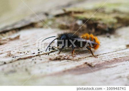Closeup on a black and orange fluffy male, European orchard mason solitary bee, Osmia cornuta Closeup on a black and orange fluffy male, European orchard mason solitary bee, Osmia cornuta 100948741