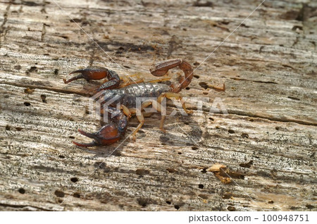 Close-up shot of the Western Forest scorpion, Uroctonus mordax, from California, USA 100948751