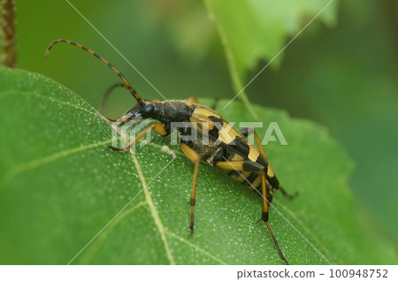 Closeup on a spotted longhorn beetke, Rutpela maculata sitting on a green leaf Closeup on a spotted longhorn beetke, Rutpela maculata sitting on a green leaf 100948752