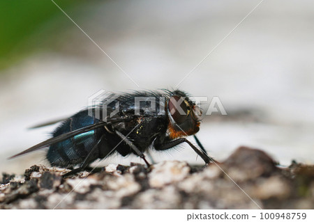 Closeup on an orange-bearded blue bottlefly, Calliphora vomitoria sitting on wood 100948759