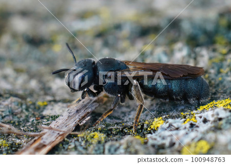 Closeup on a Mediterranean metallic blue colored small carpenter bee, Ceratina chalcites Closeup on a Mediterranean metallic blue colored small carpenter bee, Ceratina chalcites 100948763