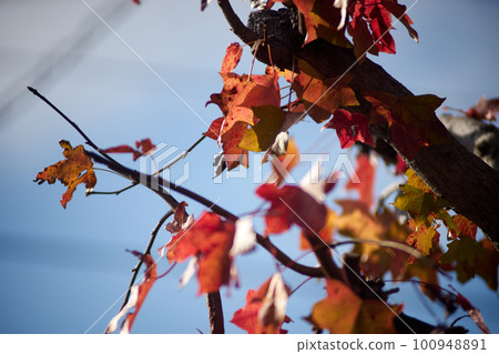 Autumn leaves, blue sky, autumn 100948891