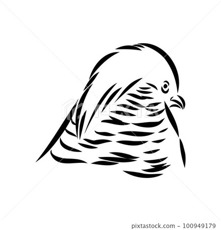 Hand drawn of an pheasant, sketch. Vector illustration isolated on a white background. Hand drawn of an pheasant, sketch. Vector illustration isolated on a white background. 100949179