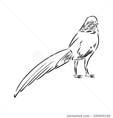 Hand drawn of an pheasant, sketch. Vector illustration isolated on a white background. Hand drawn of an pheasant, sketch. Vector illustration isolated on a white background. 100949180