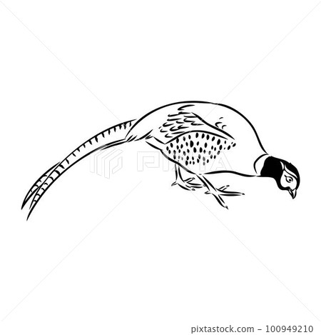 Hand drawn of an pheasant, sketch. Vector illustration isolated on a white background. Hand drawn of an pheasant, sketch. Vector illustration isolated on a white background. 100949210