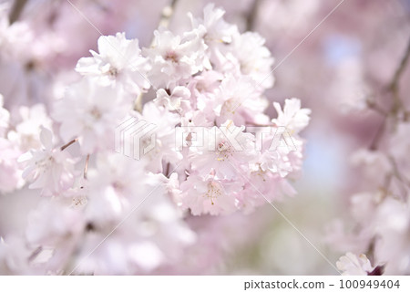興慶公園的垂枝櫻花 興慶公園的垂枝櫻花 100949404