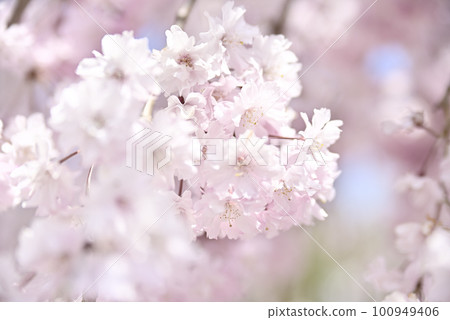 興慶公園的垂枝櫻花 興慶公園的垂枝櫻花 100949406