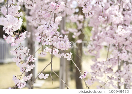 興慶公園的垂枝櫻花 100949423