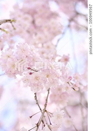 Weeping cherry tree in Kokei Park Weeping cherry tree in Kokei Park 100949567