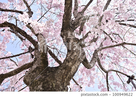 Weeping cherry tree in Kokei Park Weeping cherry tree in Kokei Park 100949622