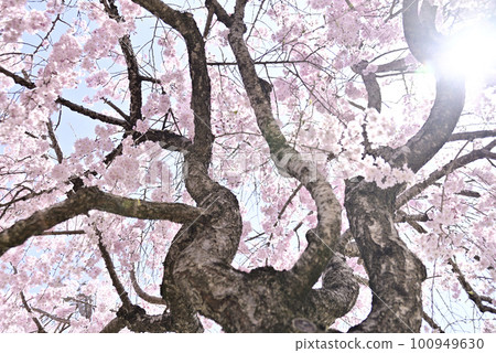 Weeping cherry tree in Kokei Park 100949630