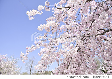 興慶公園的垂枝櫻花 興慶公園的垂枝櫻花 100949651