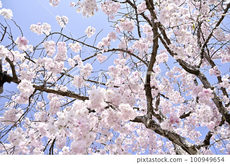 興慶公園的垂枝櫻花 100949654