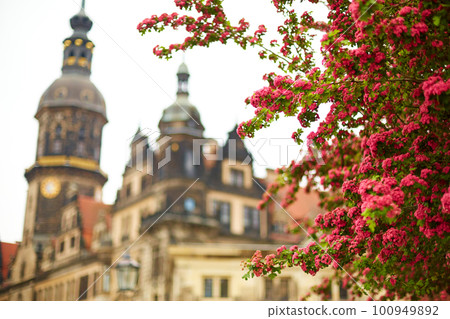 Saxon architecture in Dresden. Red flowering trees, in the historic part of the city 100949892