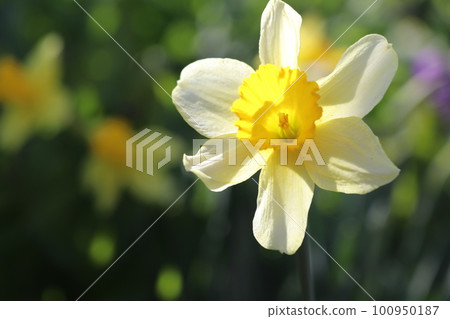 Narcissus Narcissus 100950187