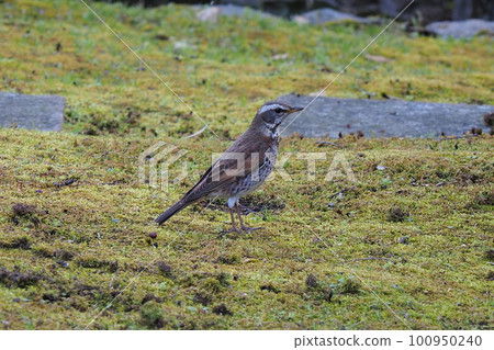 Field thrush foraging during migration in spring Field thrush foraging during migration in spring 100950240