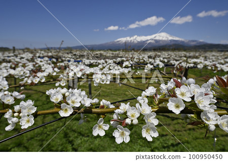 Pear field in the clipper 100950450