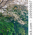 Scenery with cherry blossoms 100950607