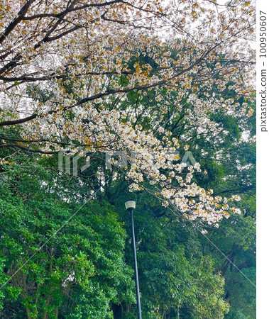 櫻花的風景 櫻花的風景 100950607