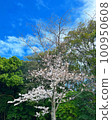 Cherry blossoms shining against the blue sky 100950608
