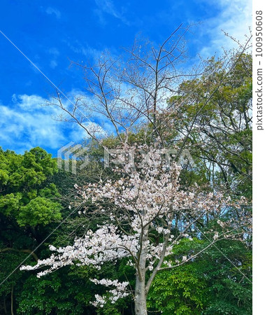 Cherry blossoms shining against the blue sky Cherry blossoms shining against the blue sky 100950608