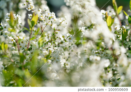 盛開的白花 盛開的白花 100950609