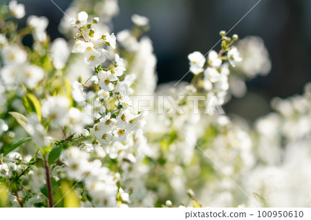 盛開的白花 盛開的白花 100950610
