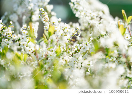 盛開的白花 盛開的白花 100950611