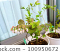 blueberry tree on the balcony 100950672